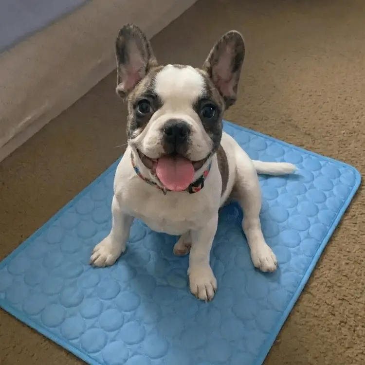 Fanyil™ DreamPaws CoolBreath Mat - Image 2
