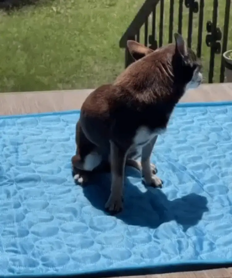 Fanyil™ DreamPaws CoolBreath Mat - Image 5
