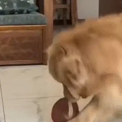 Fanyil™ Interactive Squeaky Dog Ball Toy - Image 8