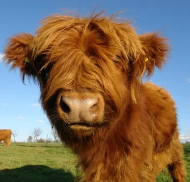 Fanyil™ Highland Cow Plush Toy - Image 4