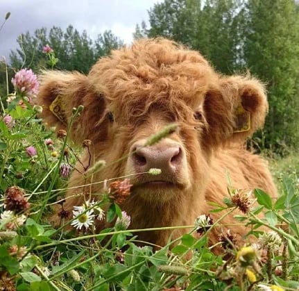 Fanyil™ Highland Cow Plush Toy - Image 5